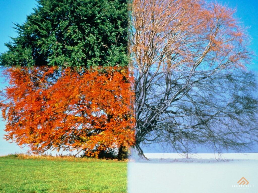 Seasonal and Cyclical Expenses